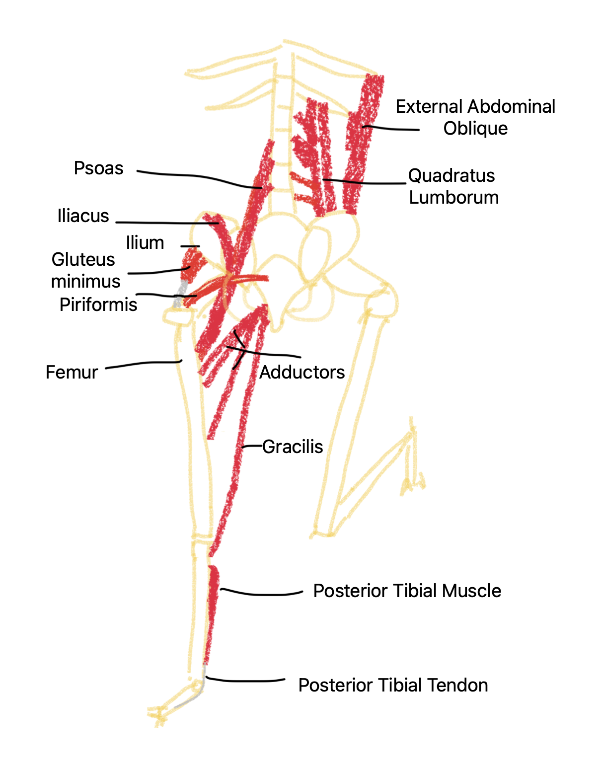 Single Leg Balance Sketch